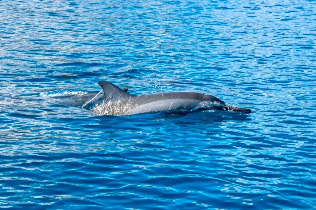 EDEN Private Island TAHA'A