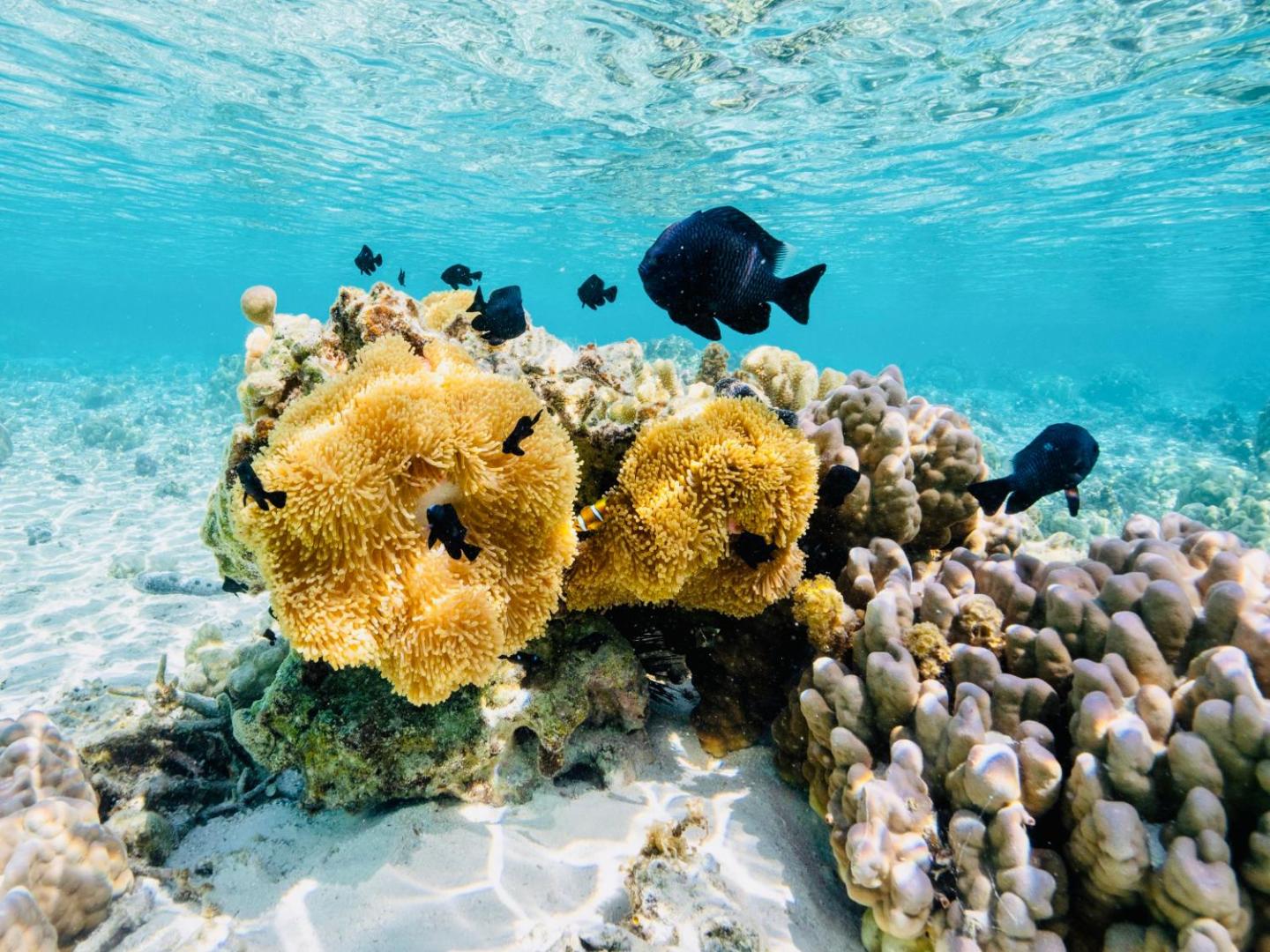 EDEN Private Island TAHA'A