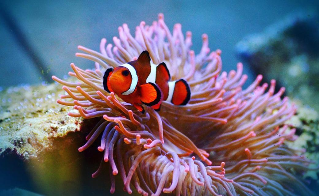 EDEN Private Island TAHA'A