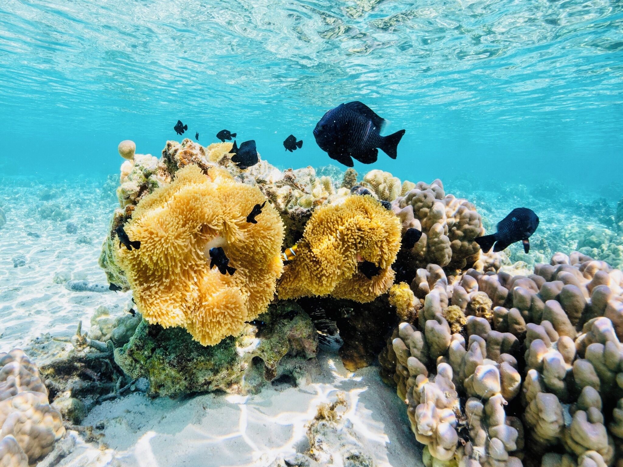 EDEN Private Island TAHA'A