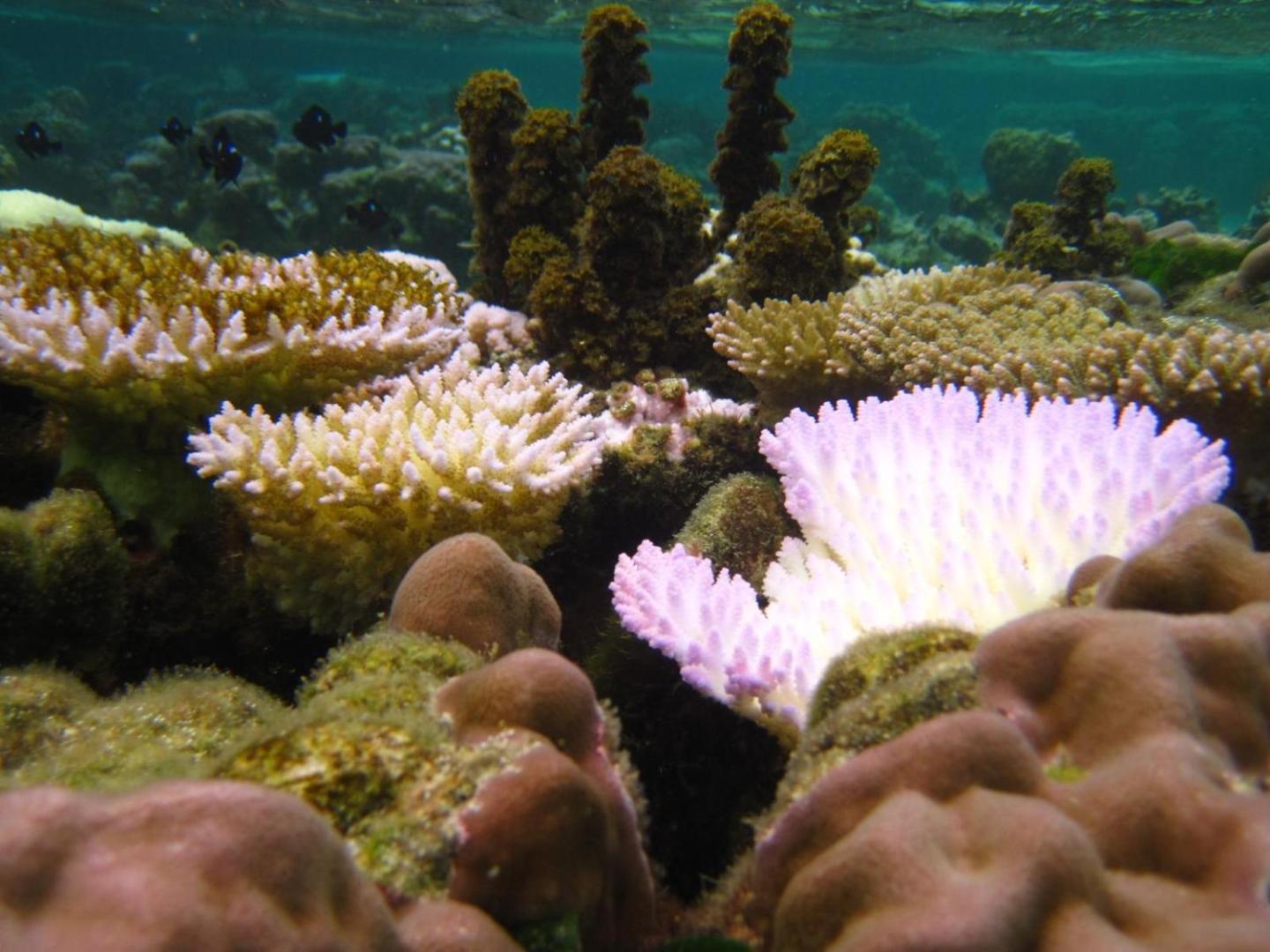 EDEN Private Island TAHA'A