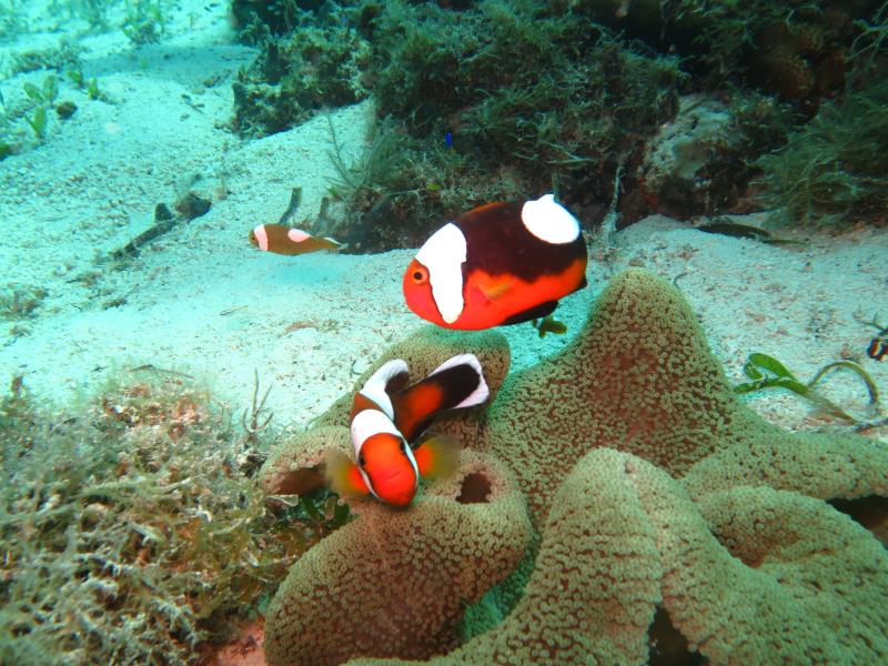 Ariella Mangrove & Eco Resort