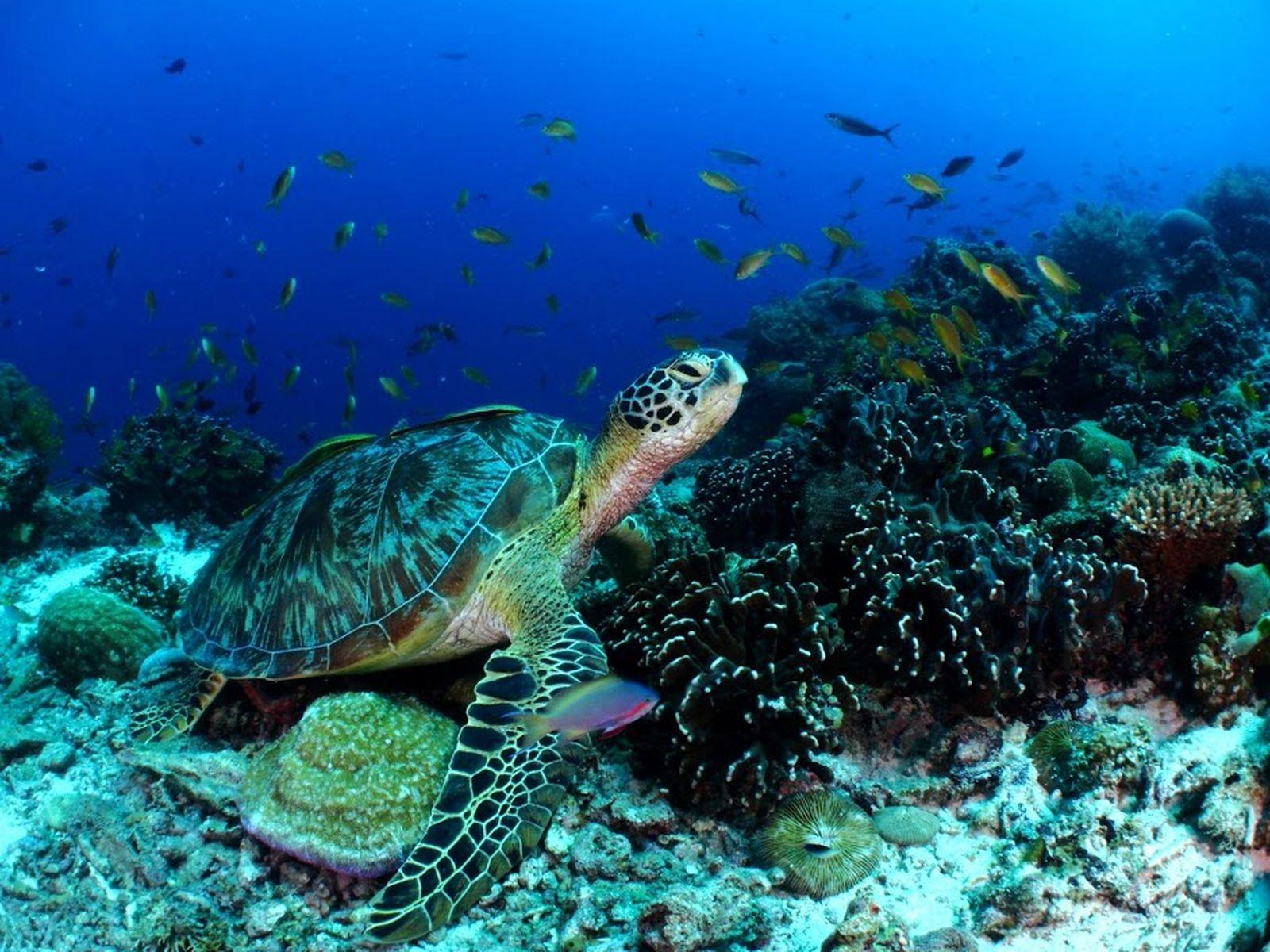 Balicasag Island Dive Resort