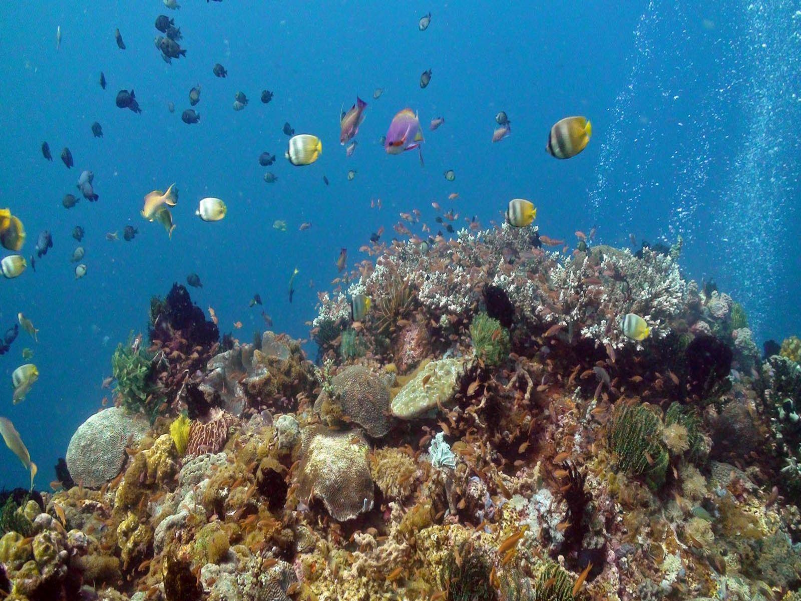 Balicasag Island Dive Resort
