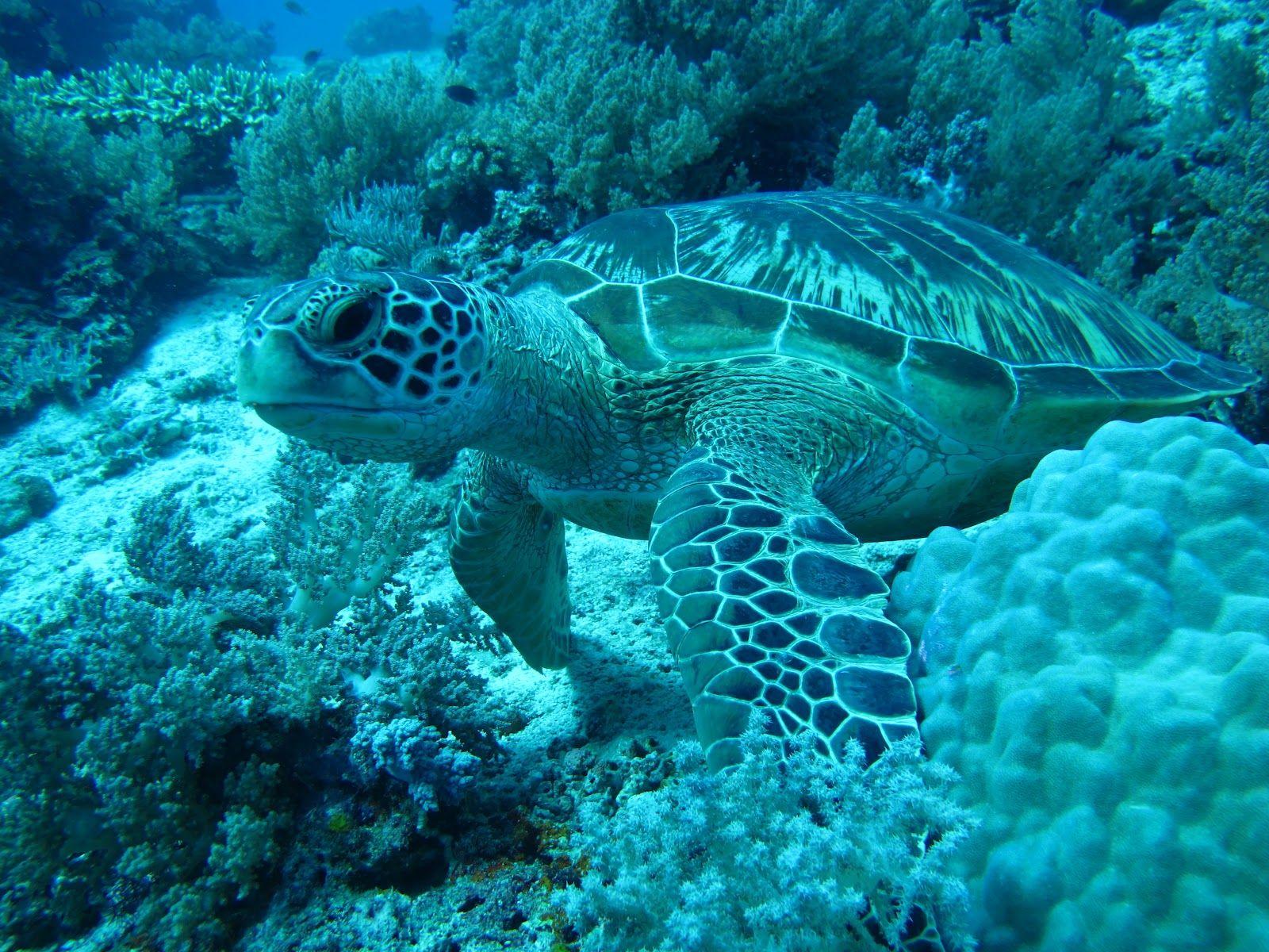 Balicasag Island Dive Resort
