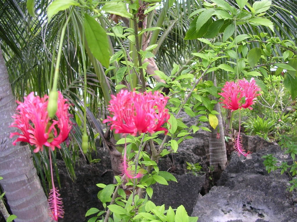 Maia's Beach Resort