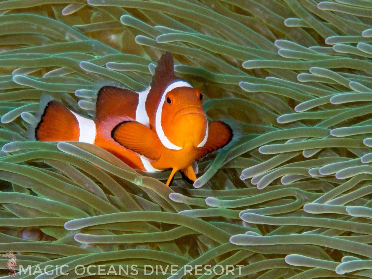 Magic Oceans Dive Resort