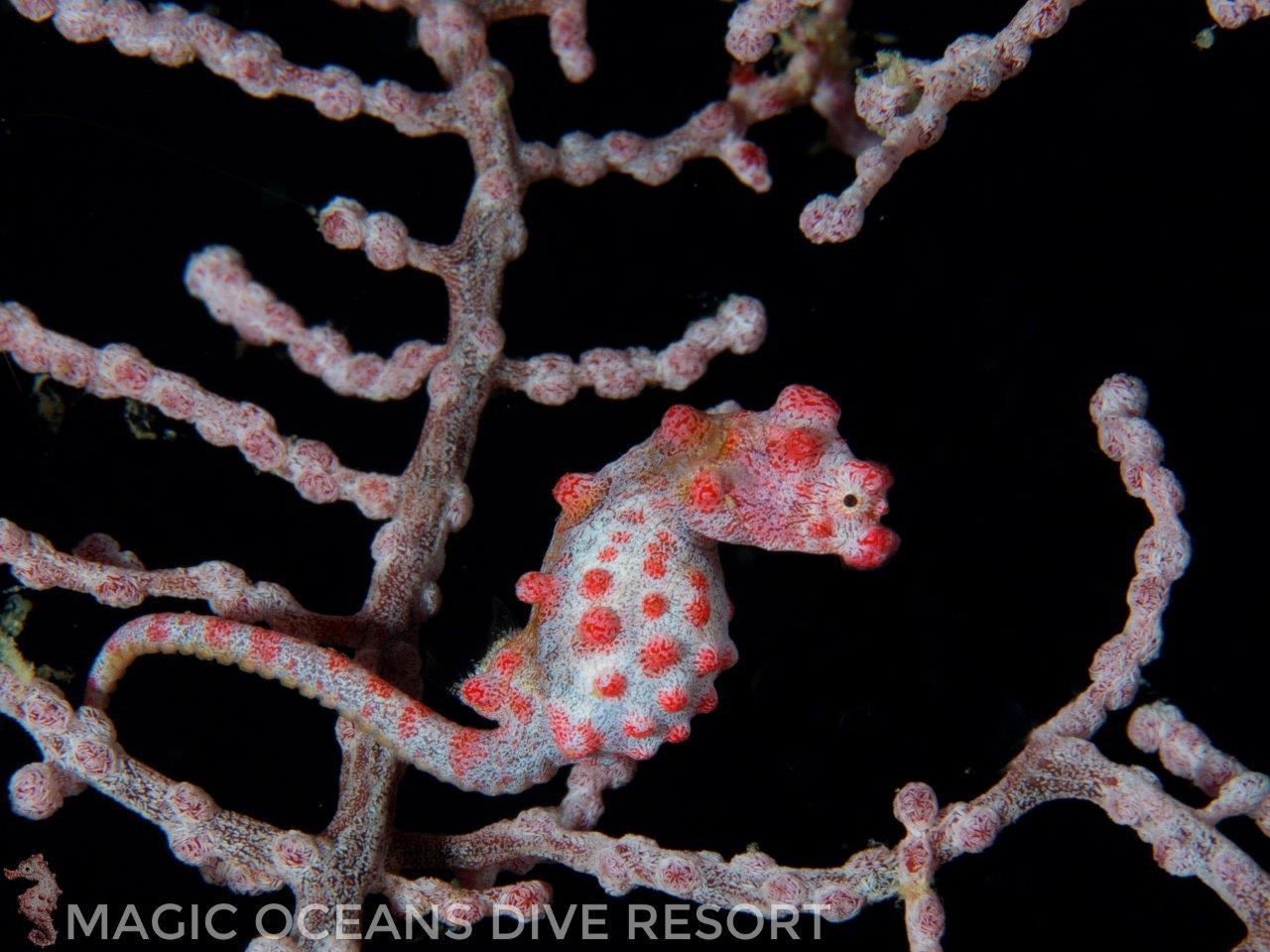 Magic Oceans Dive Resort