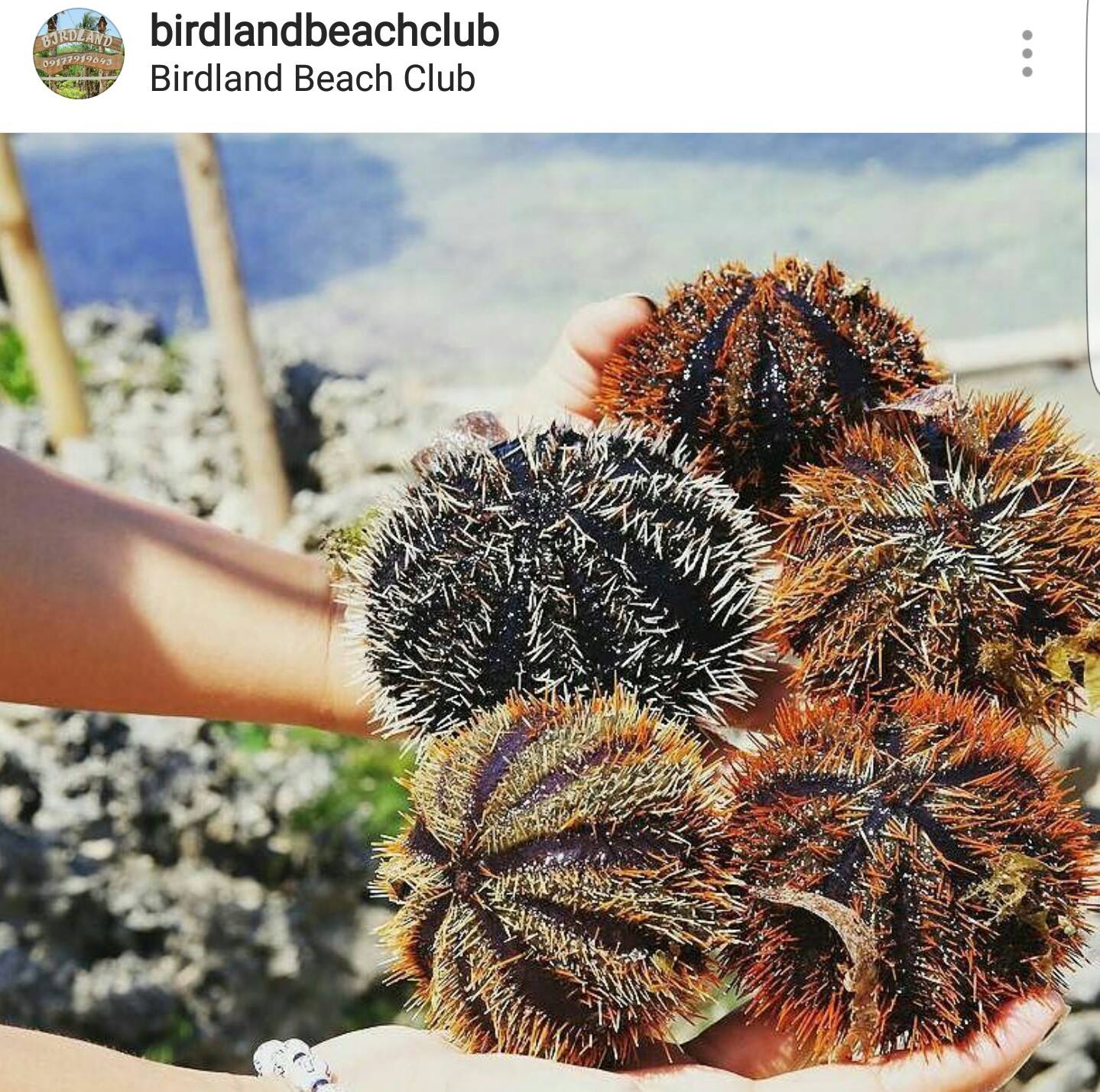 Birdland Beach Club