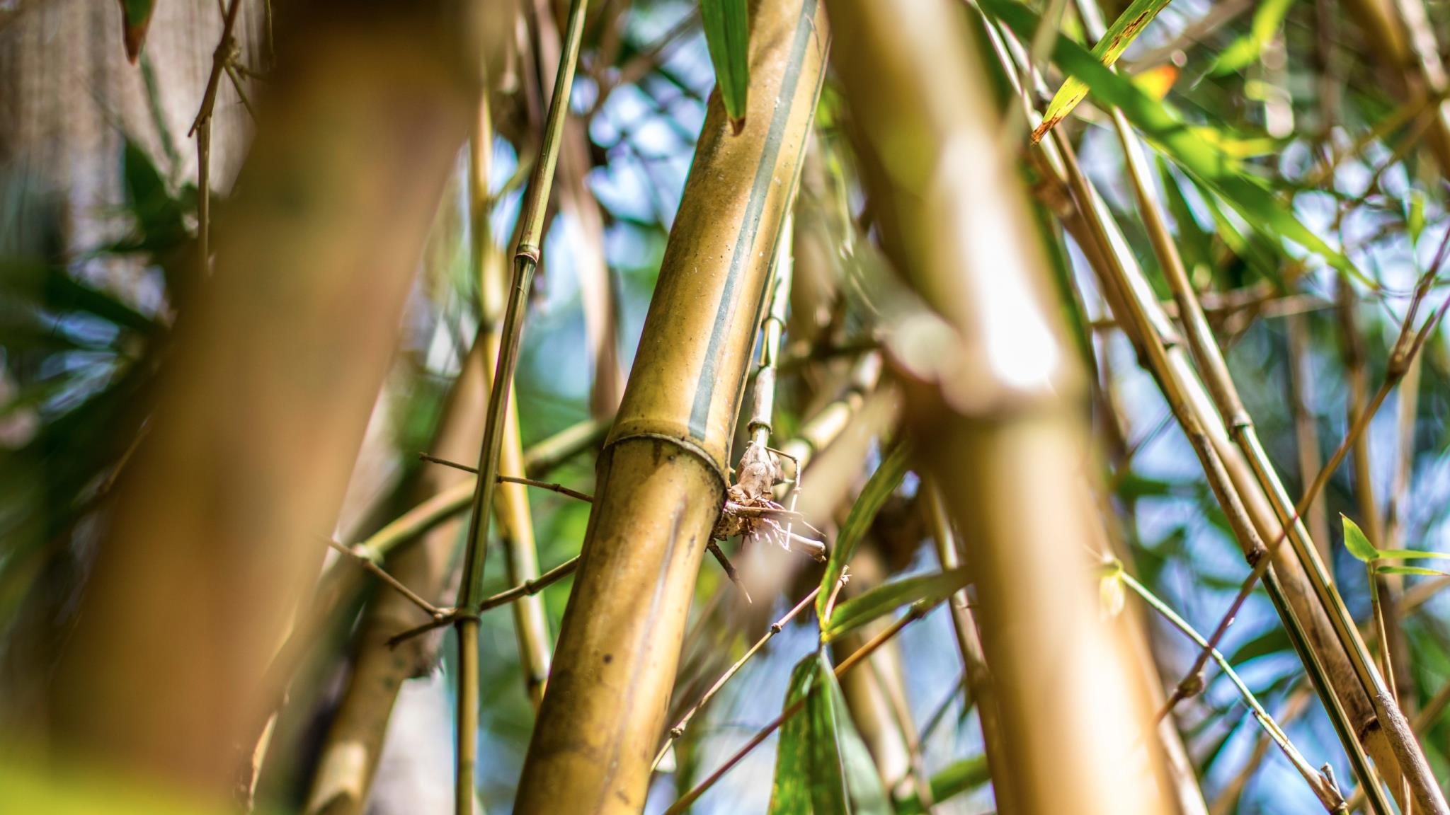 Bamboo Bungalows