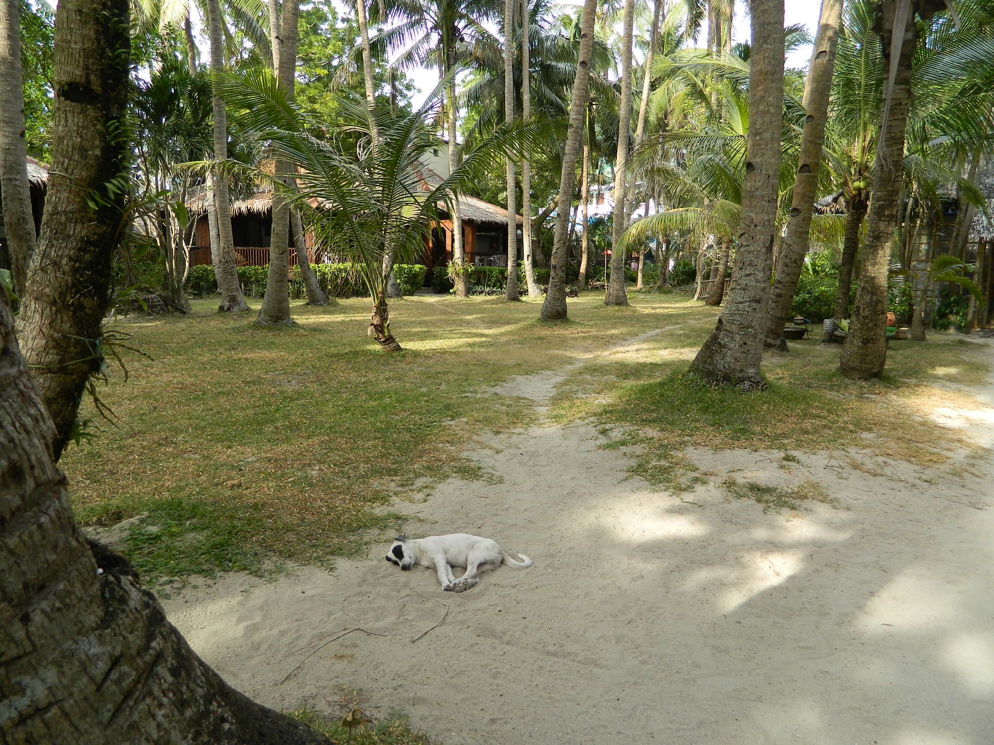 Boracay Huts