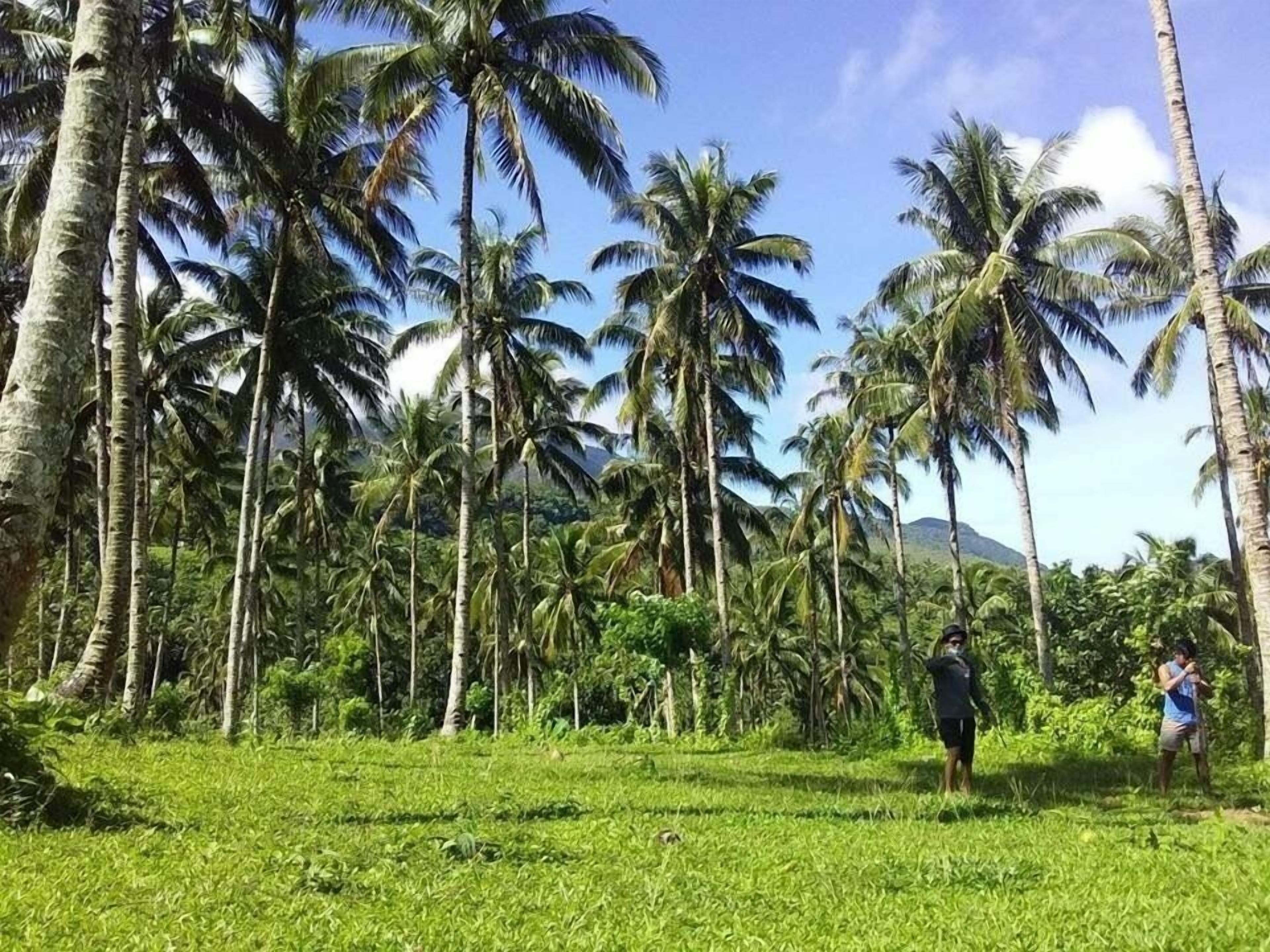 Bintana Sa Paraiso Binunsaran