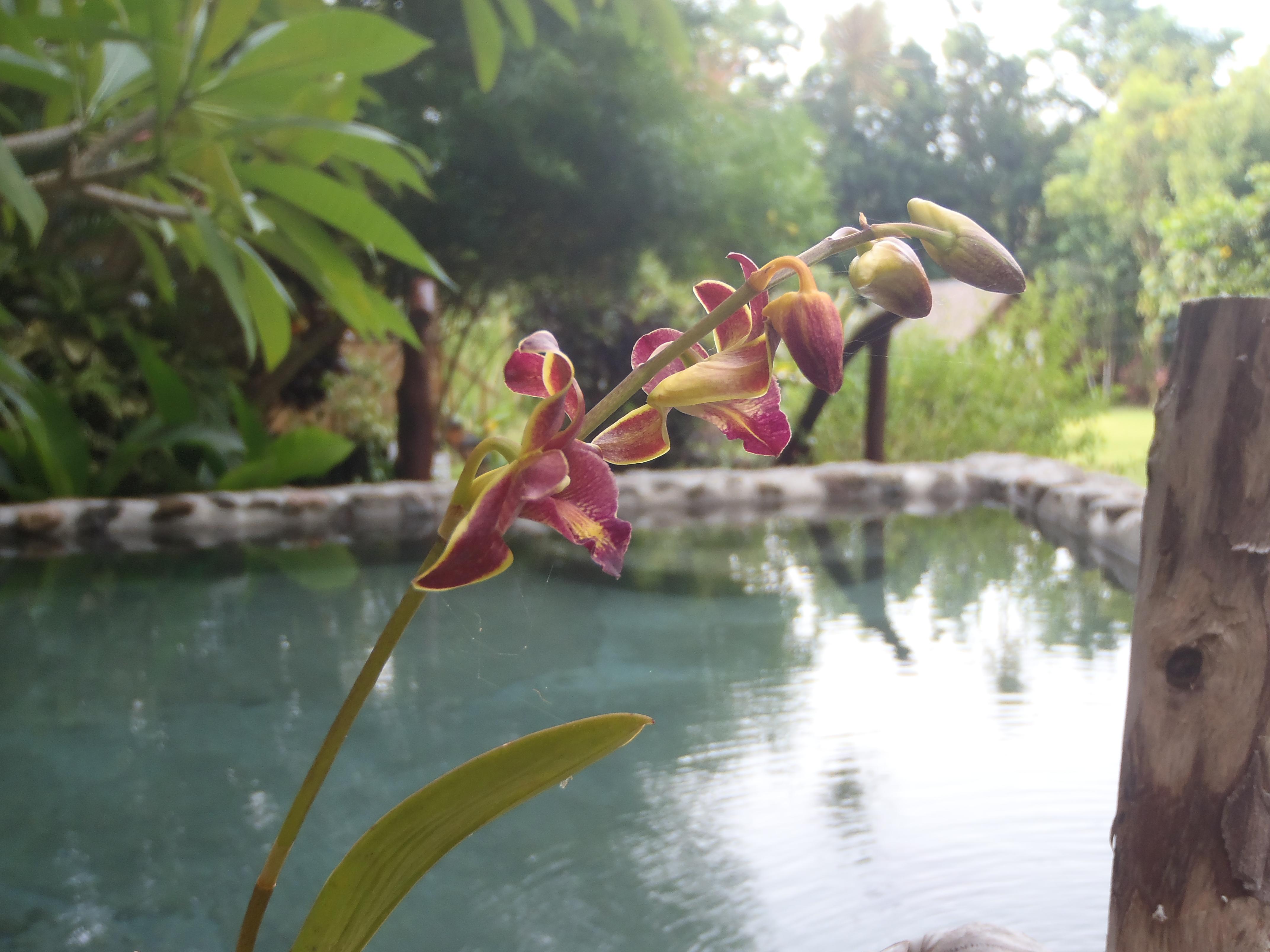 Nypa Style Resort Camiguin