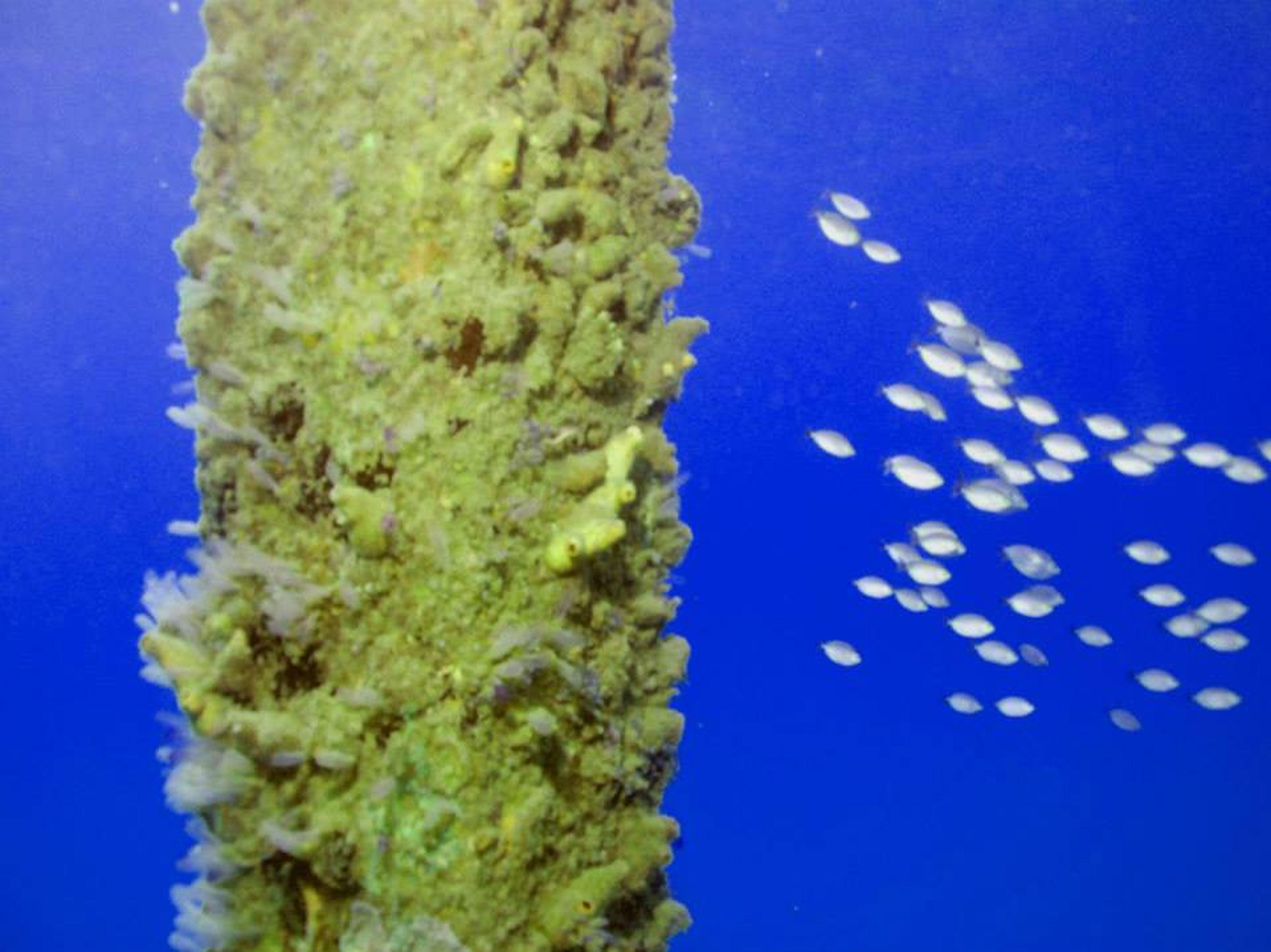 Coron Underwater Garden Resort