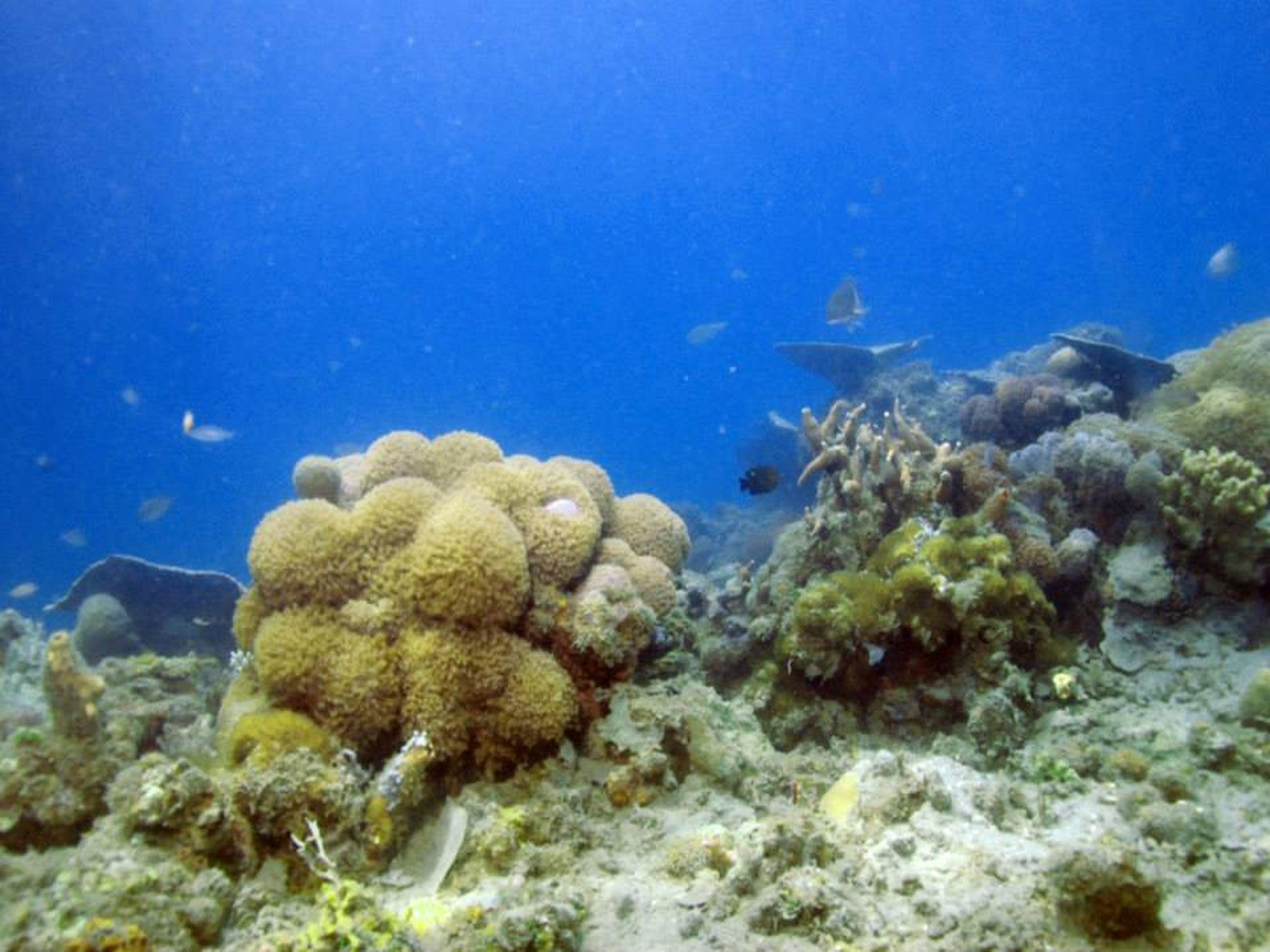 Coron Underwater Garden Resort