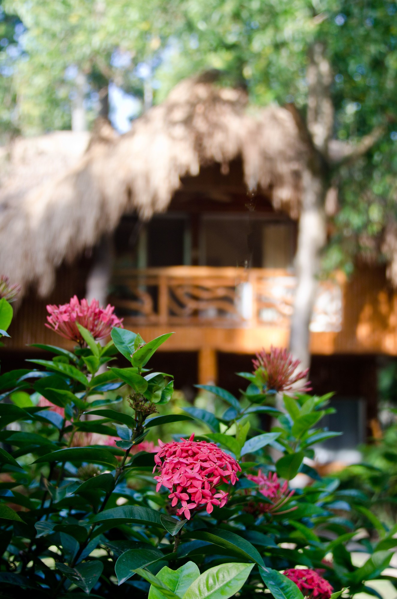 Mikes Dauin Beach Resort