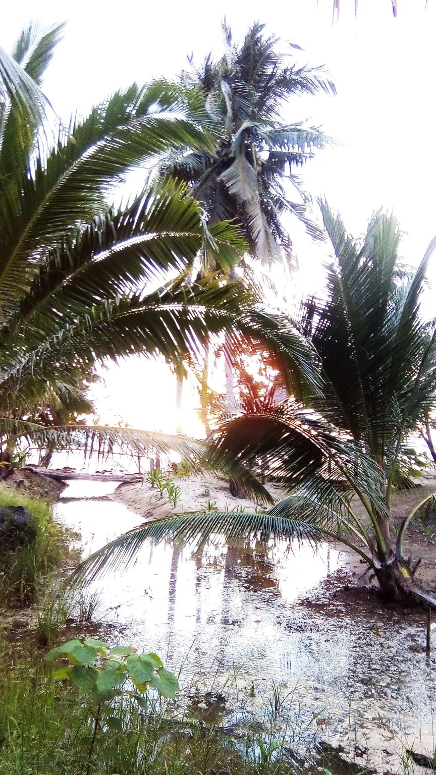 Bayog Beach Campsite