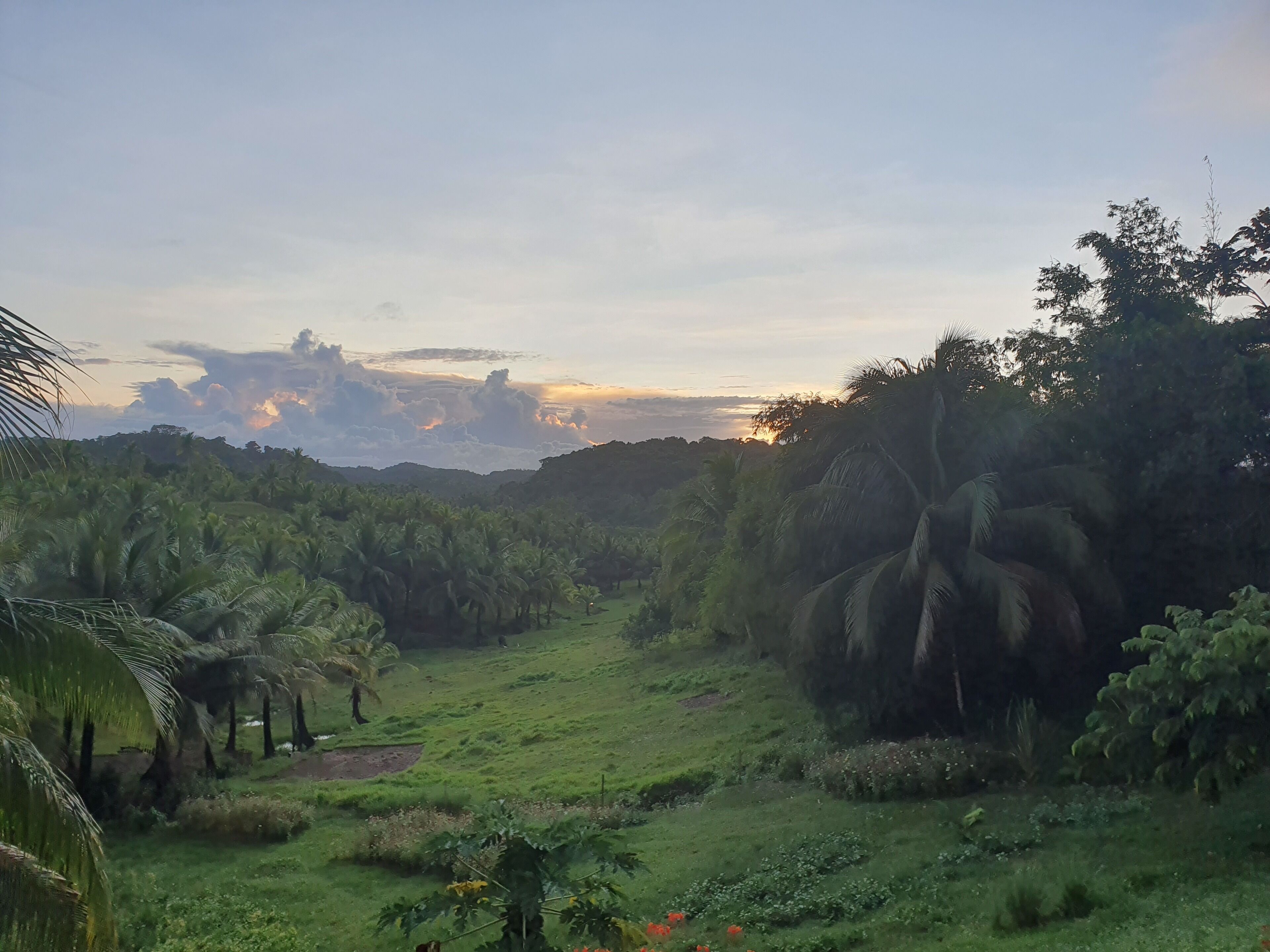 Mango Tree Siargao