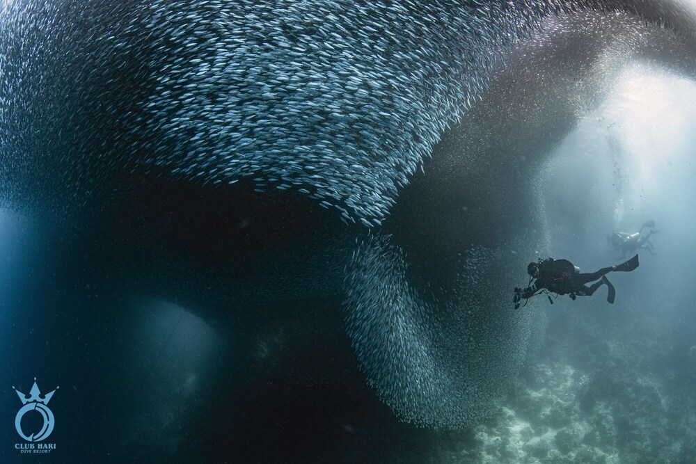 Club Hari Dive Resort