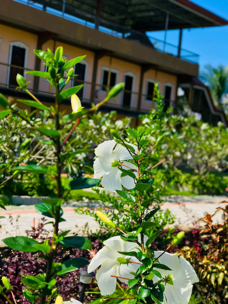 La Plumerias