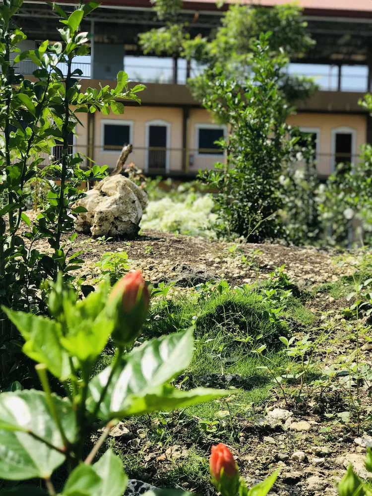 La Plumerias