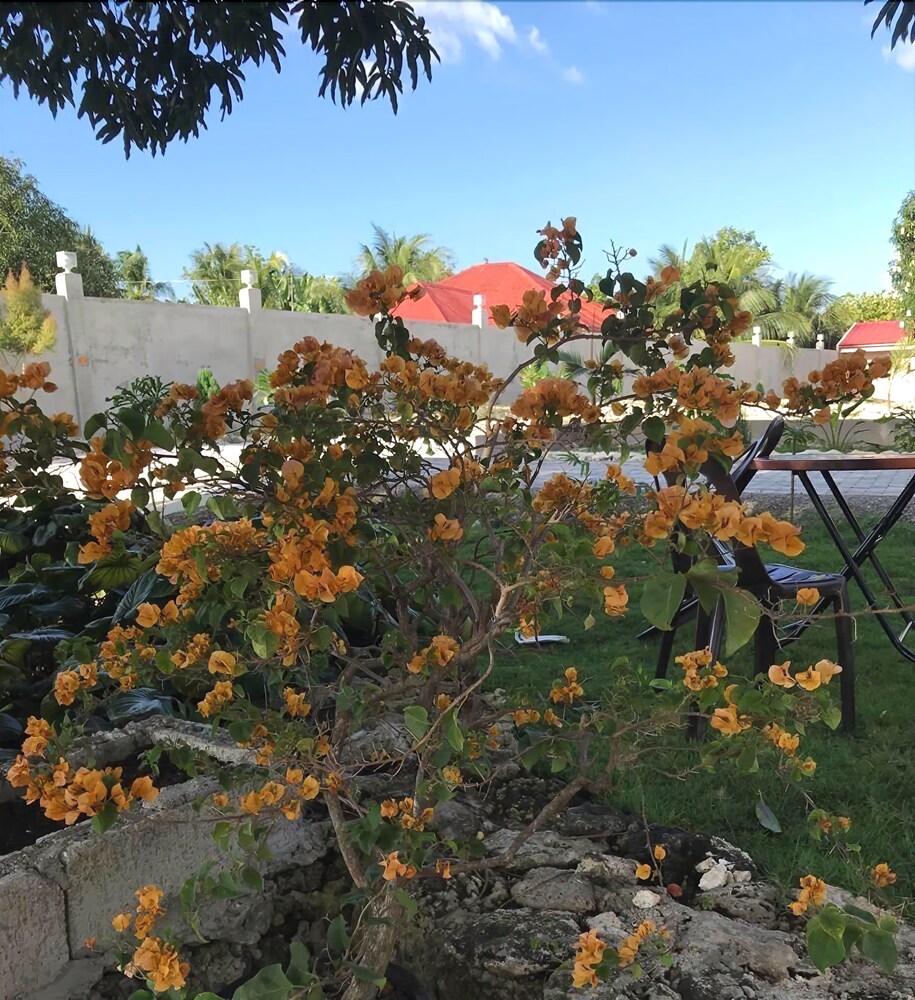 La Plumerias
