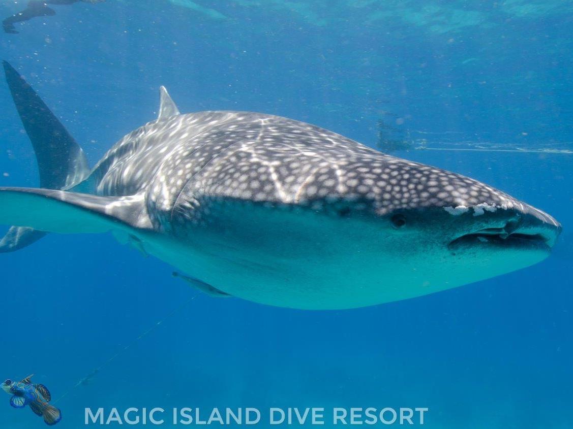 Magic Island Dive Resort