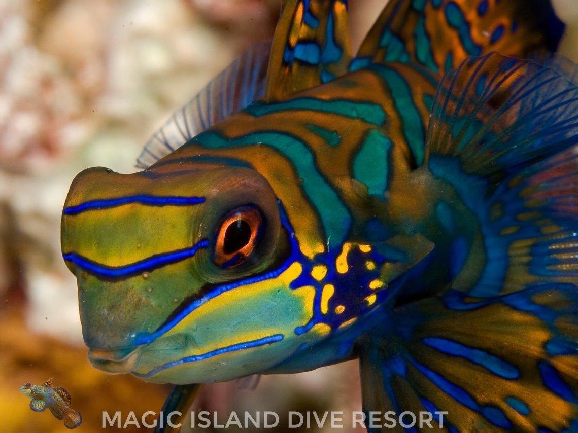 Magic Island Dive Resort