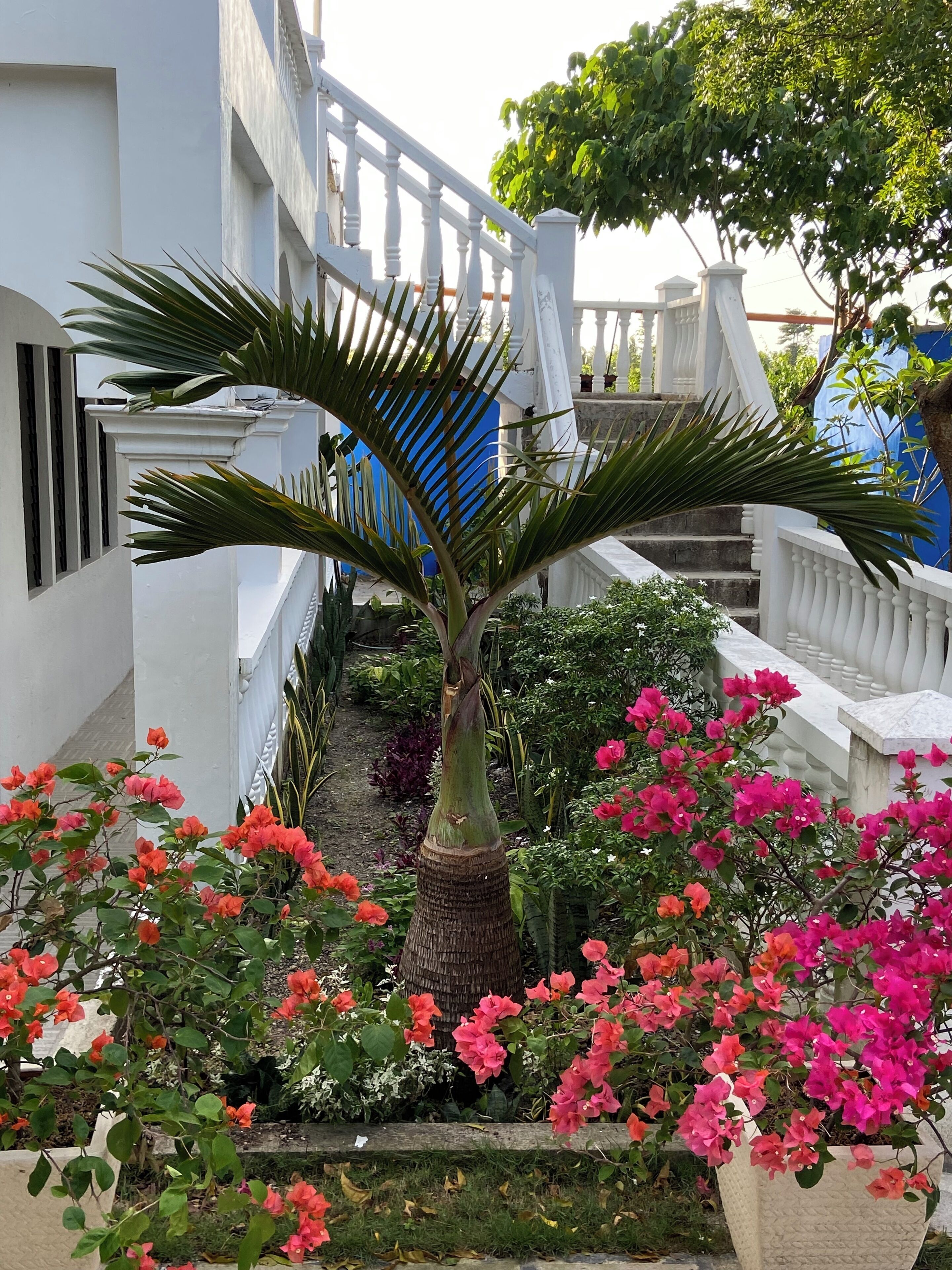 Moalboal Casablanca Inn