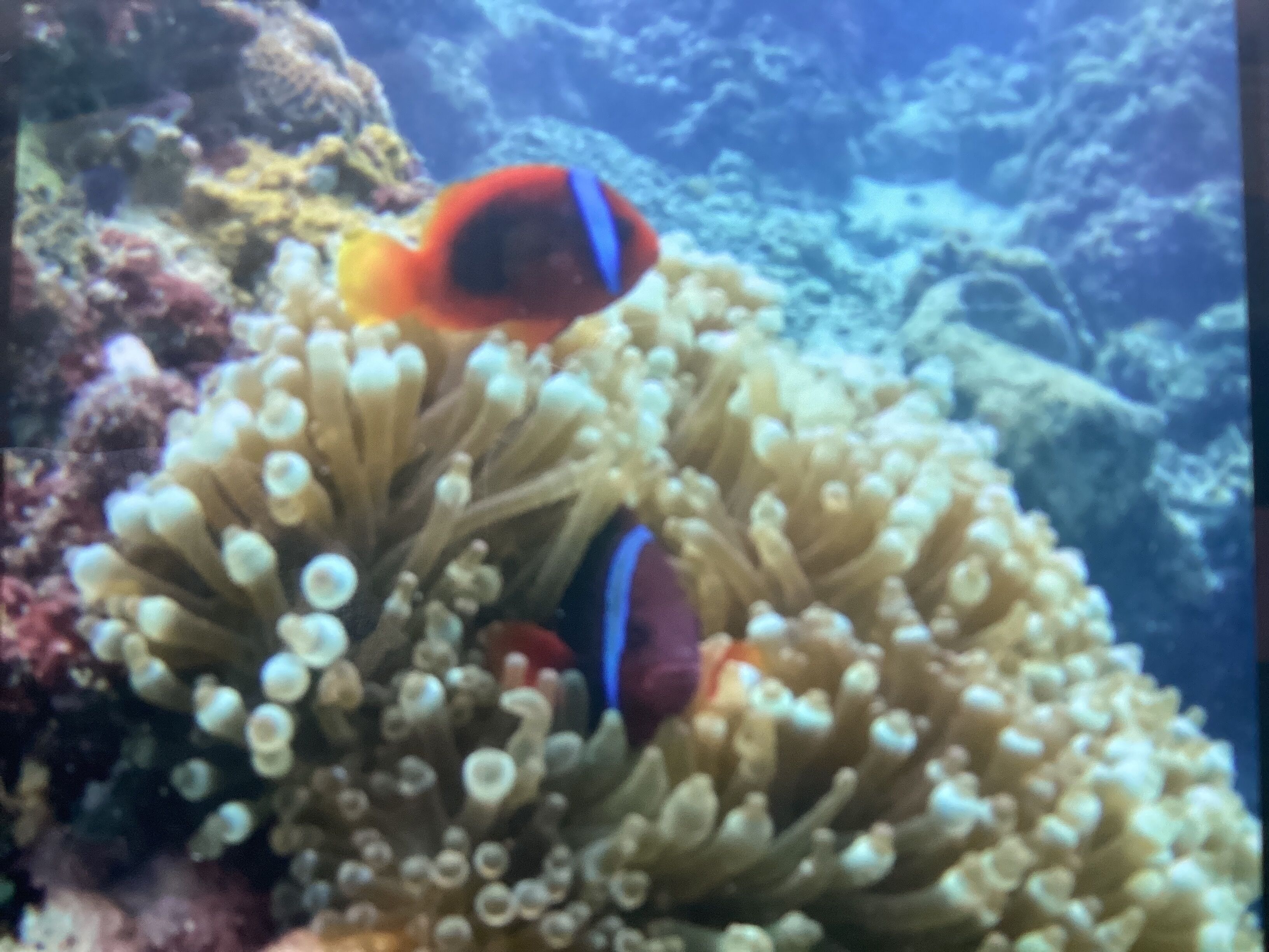 Moalboal Casablanca Inn