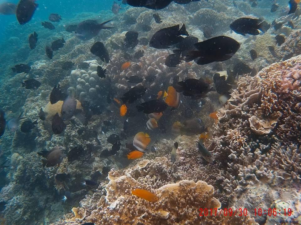 Moalboal Tropics