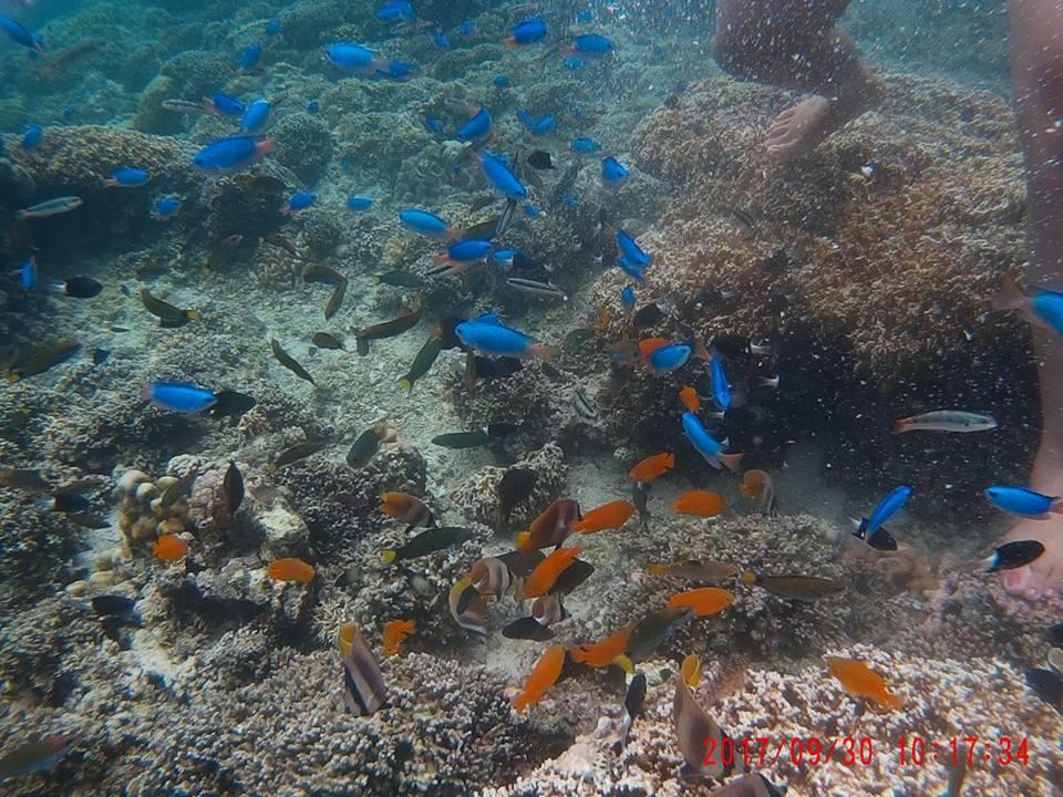 Moalboal Tropics