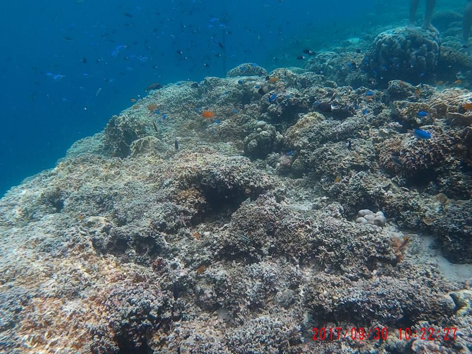 Moalboal Tropics