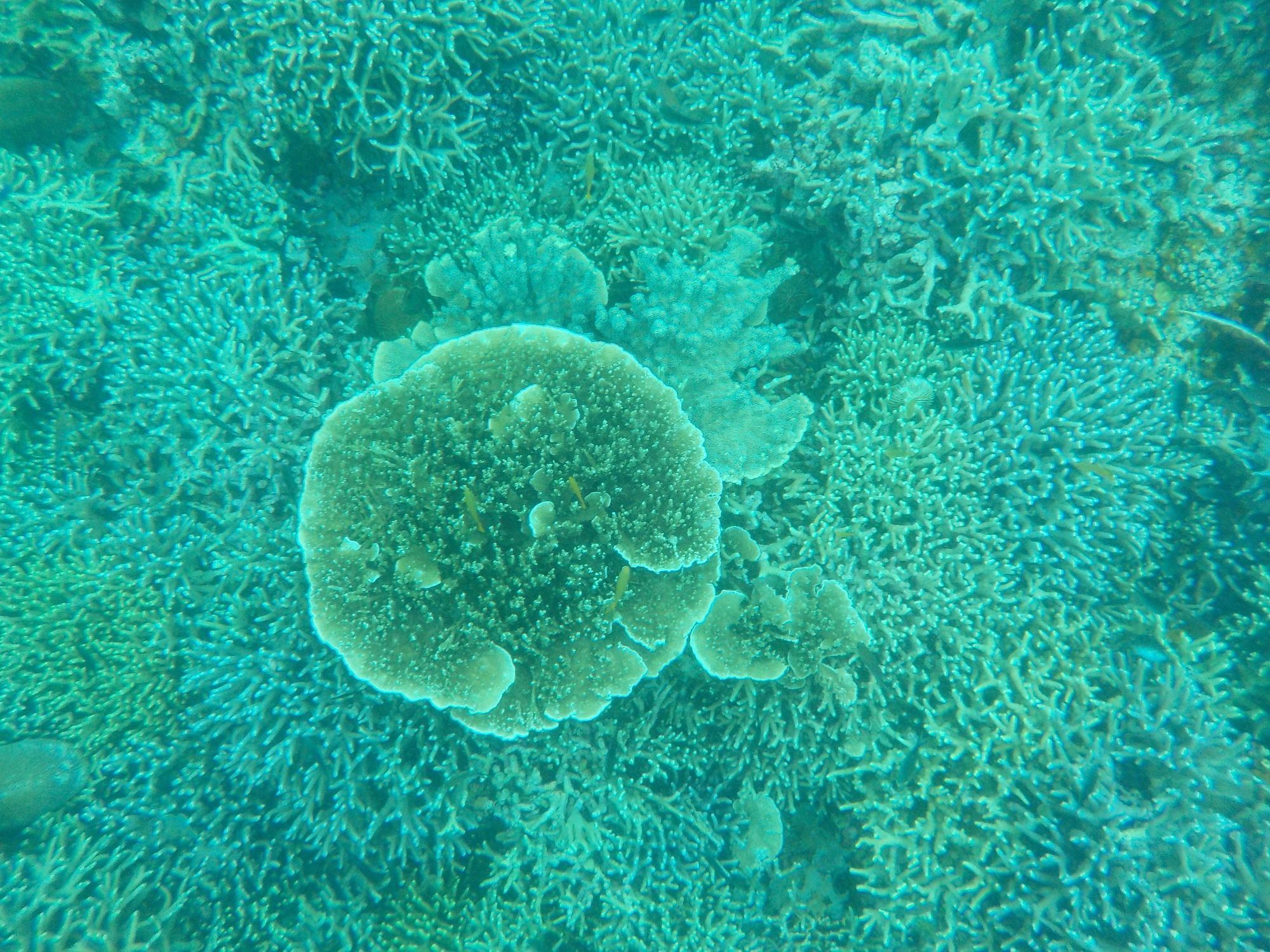 Sea Turtle House