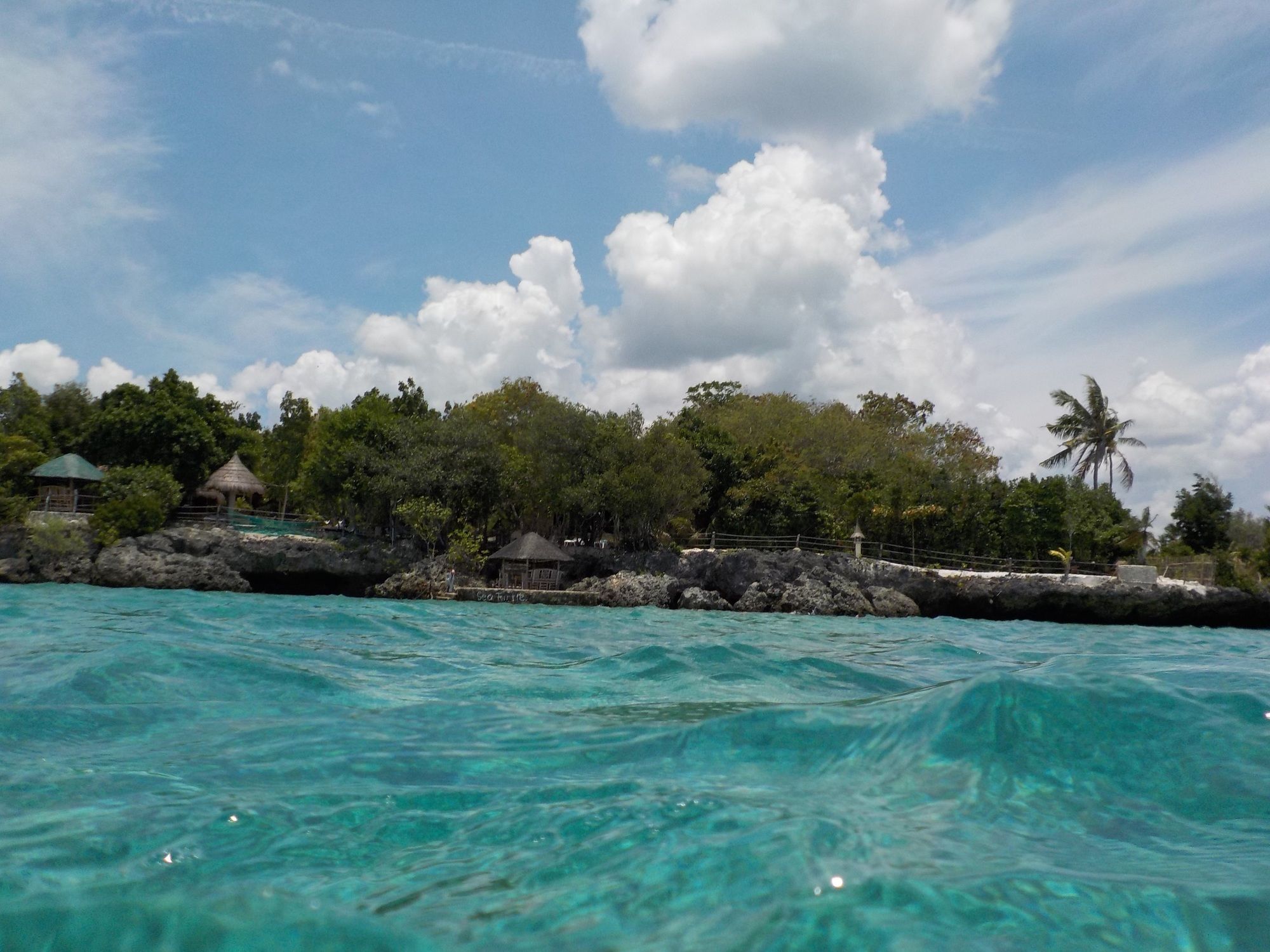 Sea Turtle House