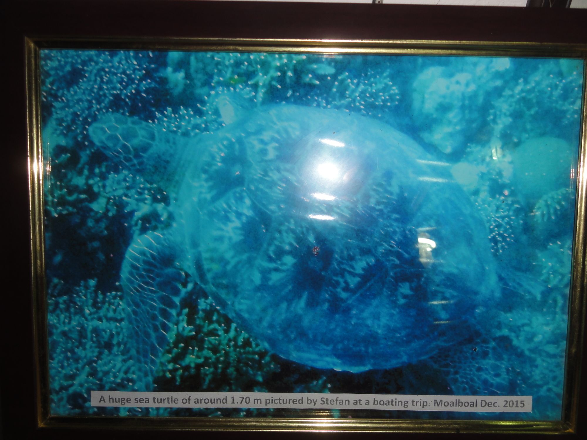 Sea Turtle House