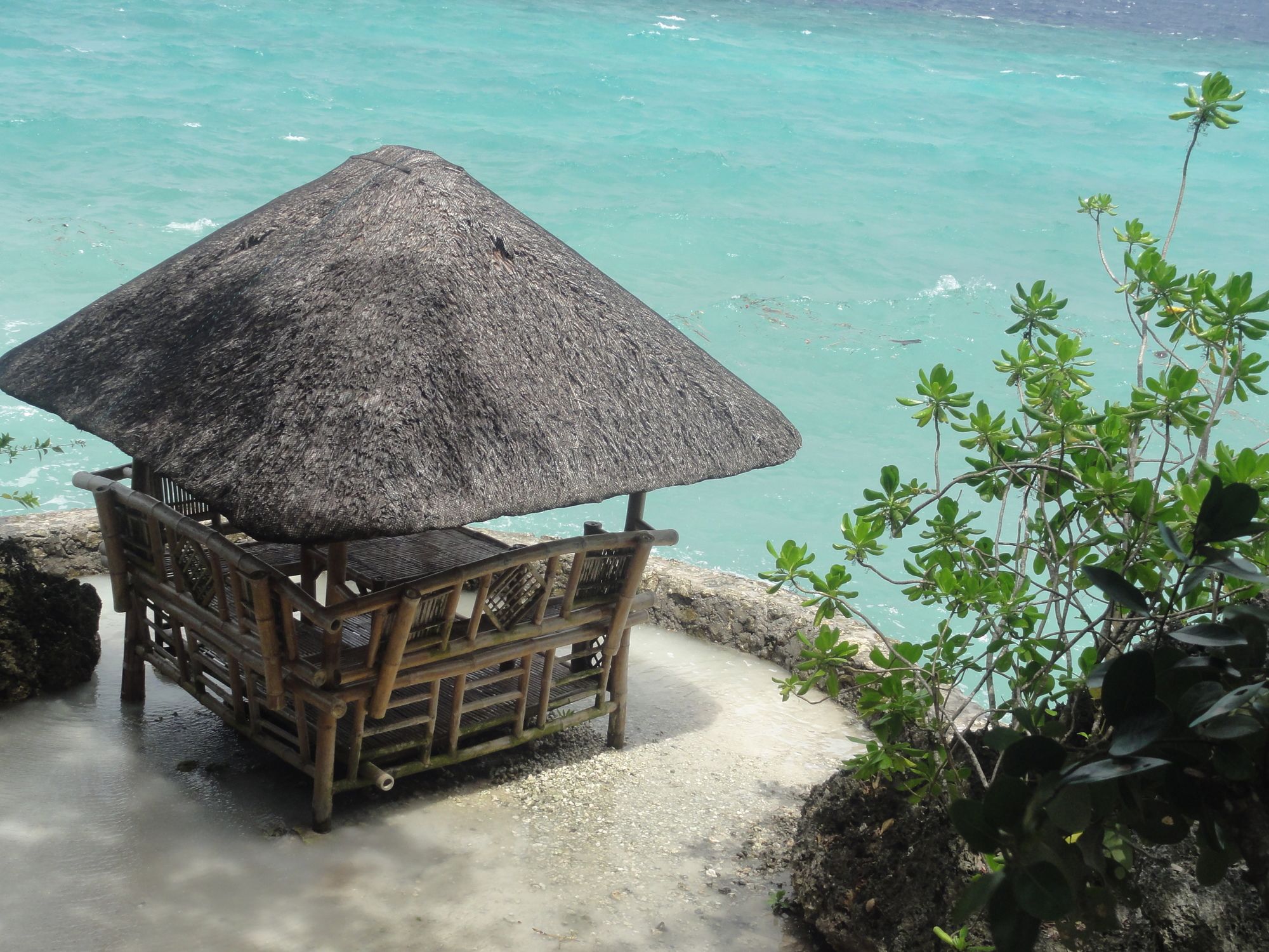 Sea Turtle House