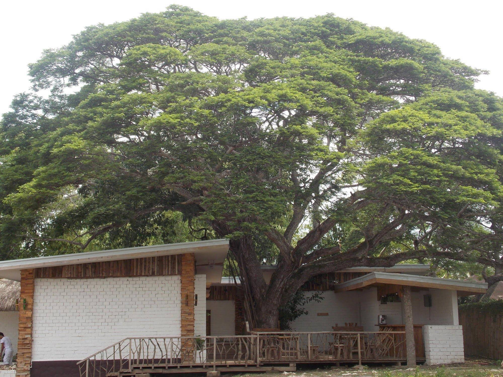 Dormitels Alona Beach Bohol