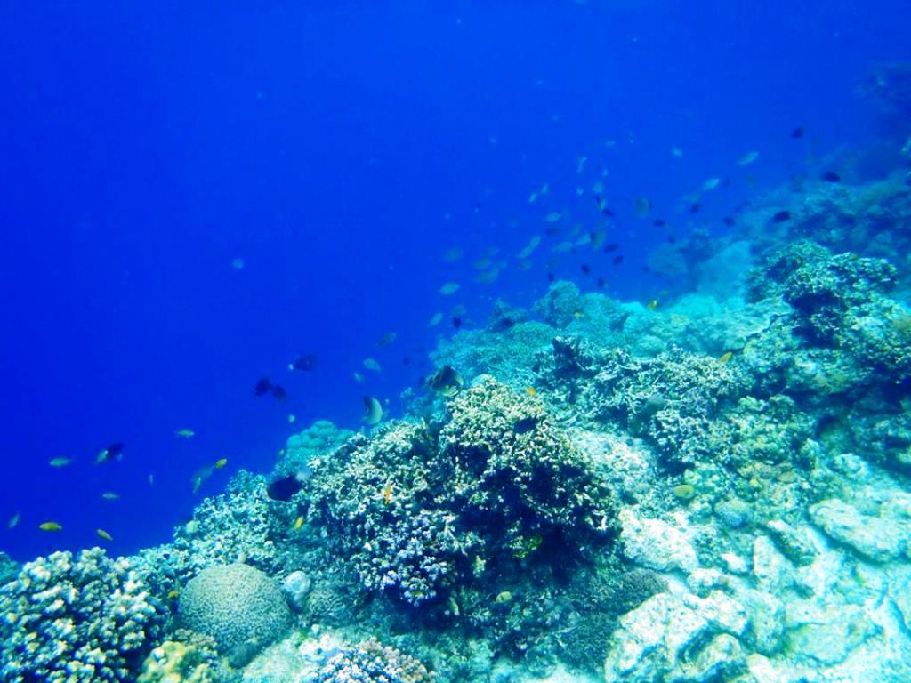 Panglao Kalikasan Dive Resort