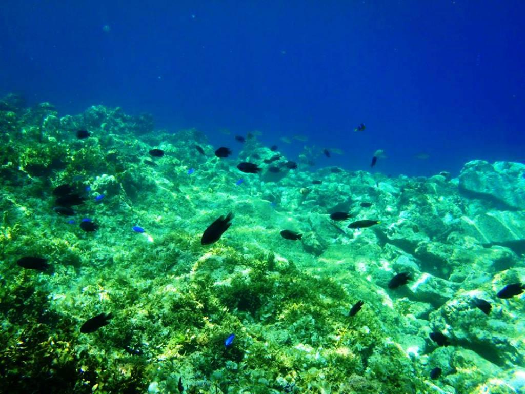 Panglao Kalikasan Dive Resort