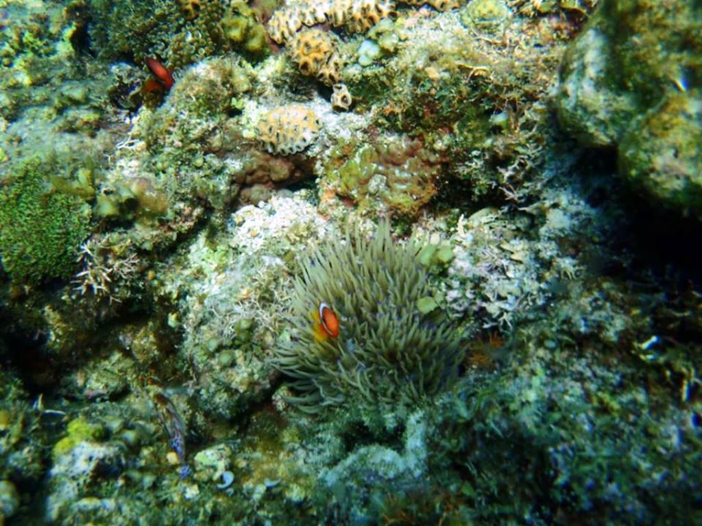 Panglao Kalikasan Dive Resort
