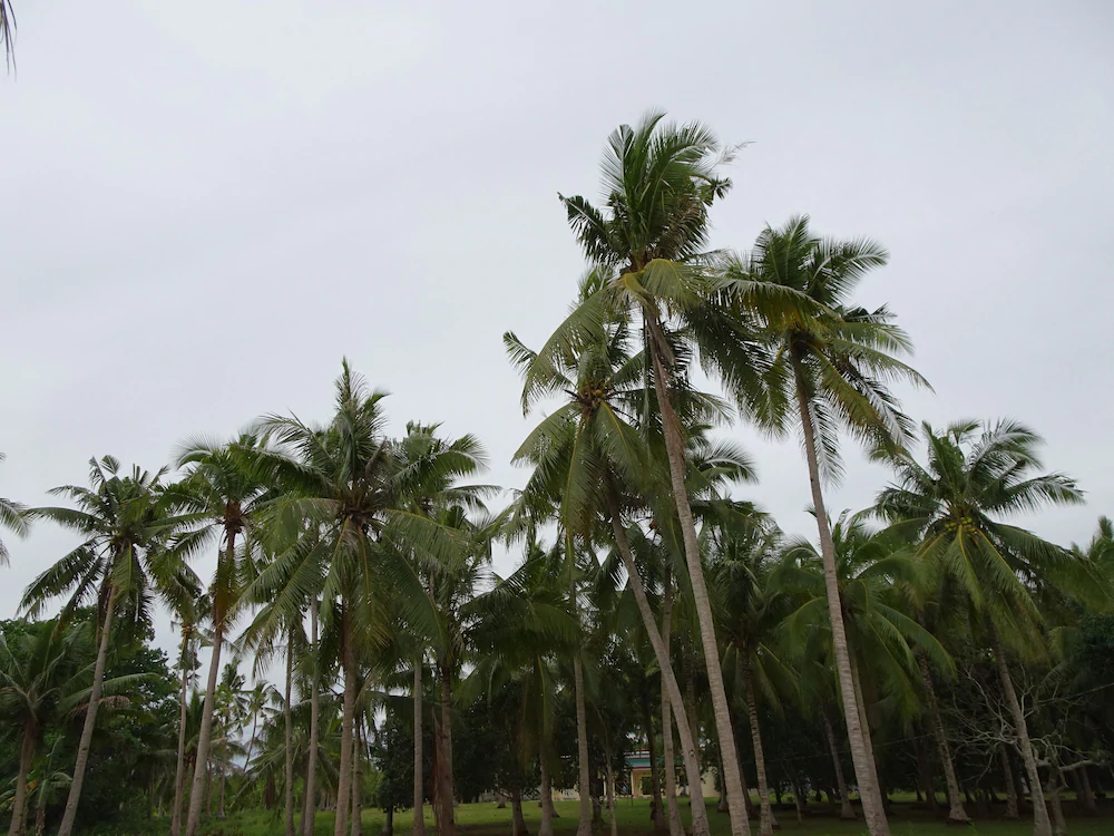 Selectum Mangrove Residence