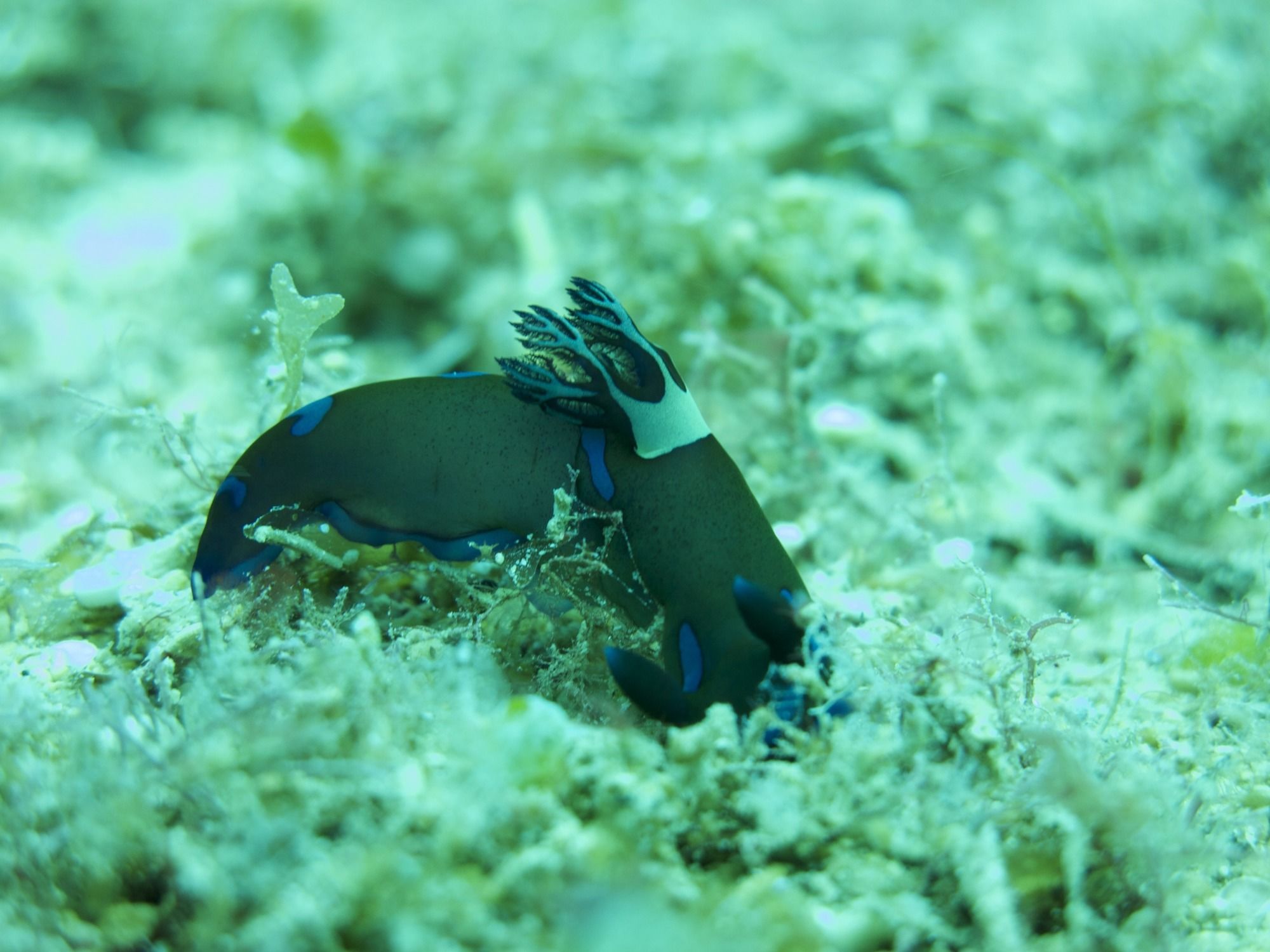 Badladz Beach and Dive Resort