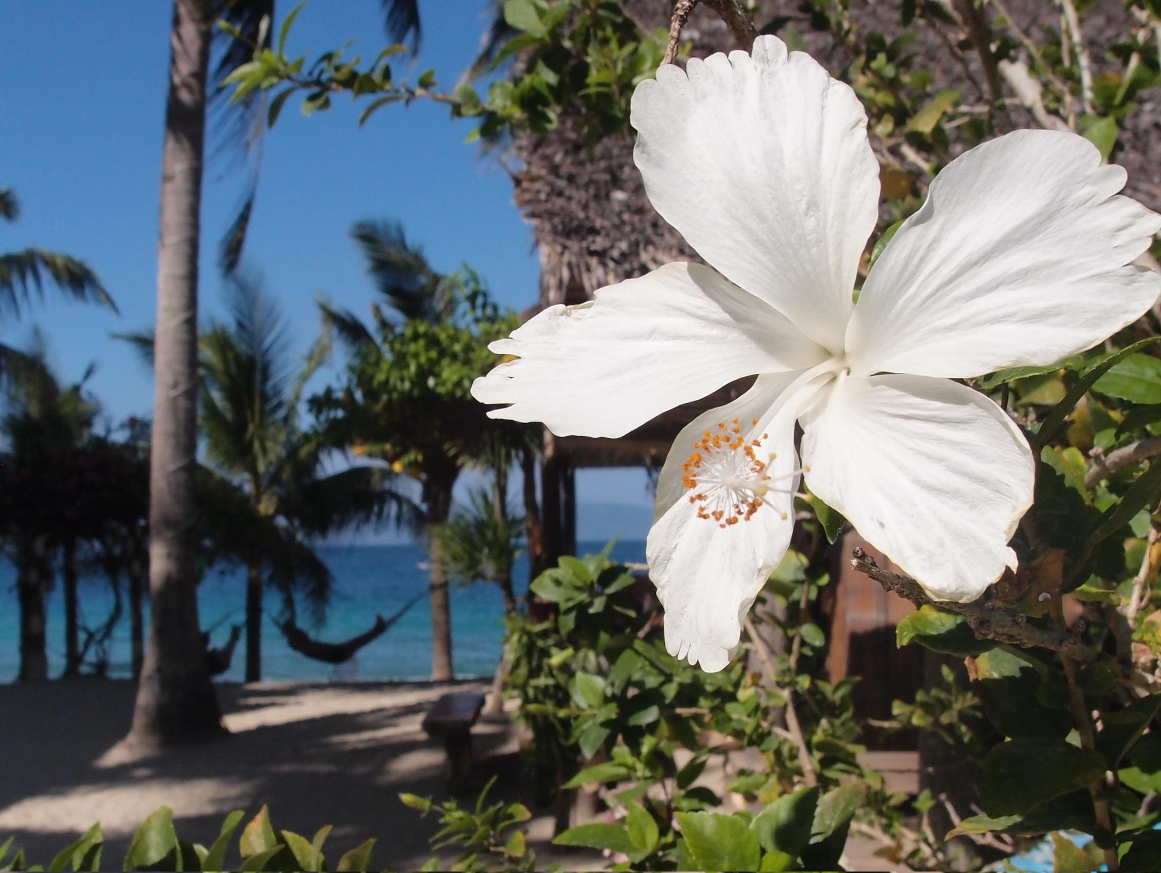 Bamboo House Beach Lodge & Restaurant