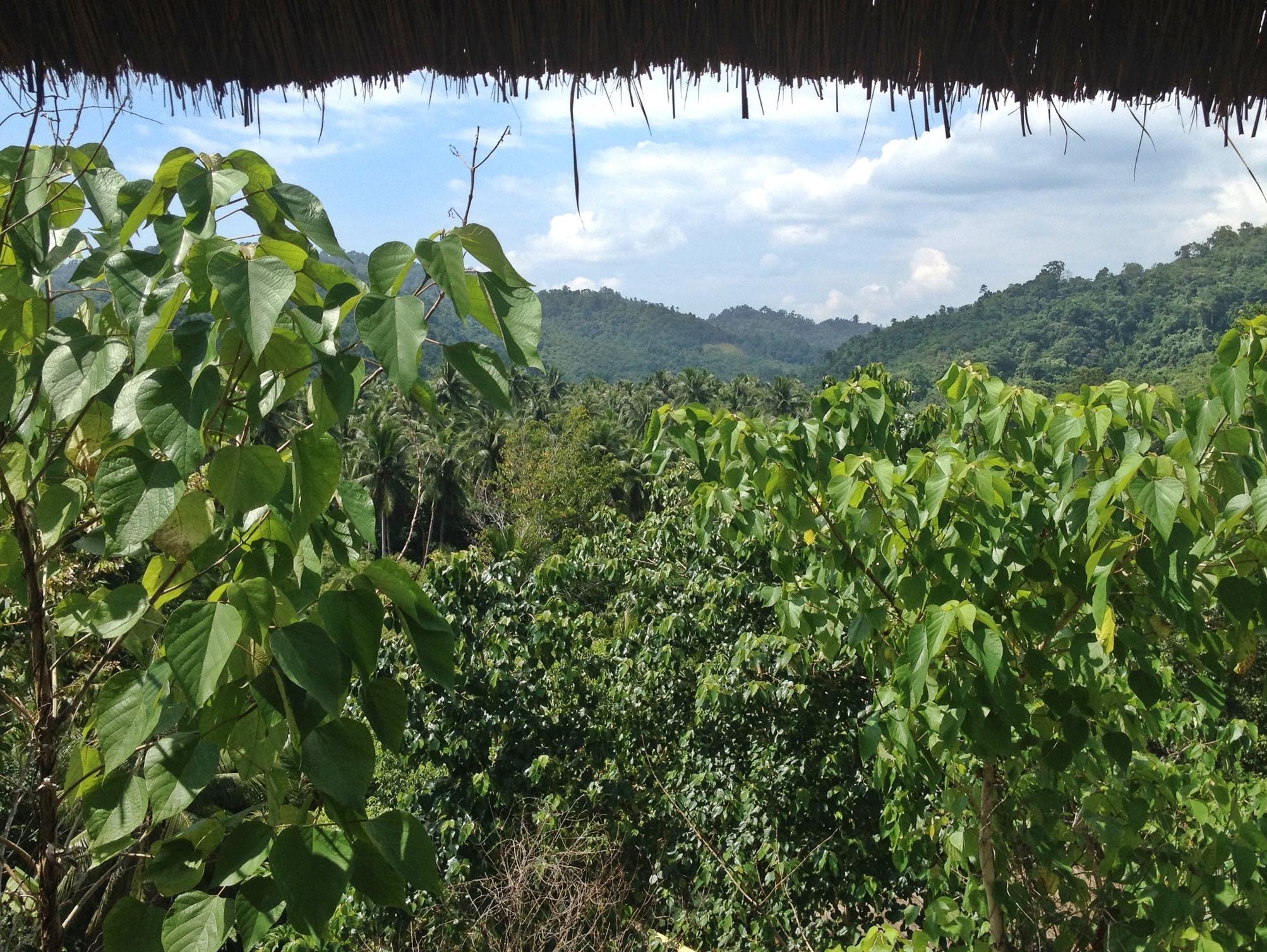 Love and Peace Deep Jungle and River Resort