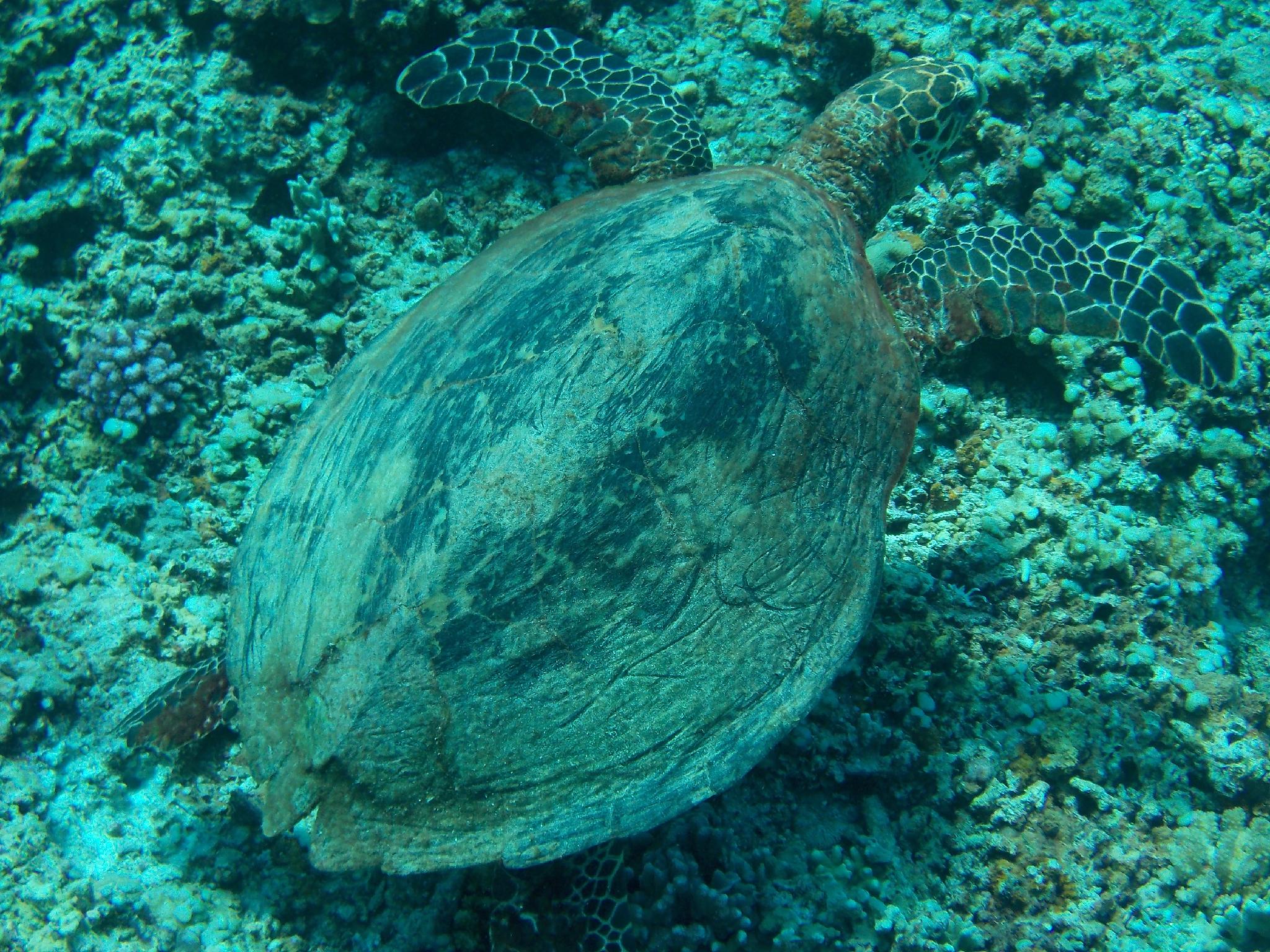 Gustav's Place Beach & Diving Resort