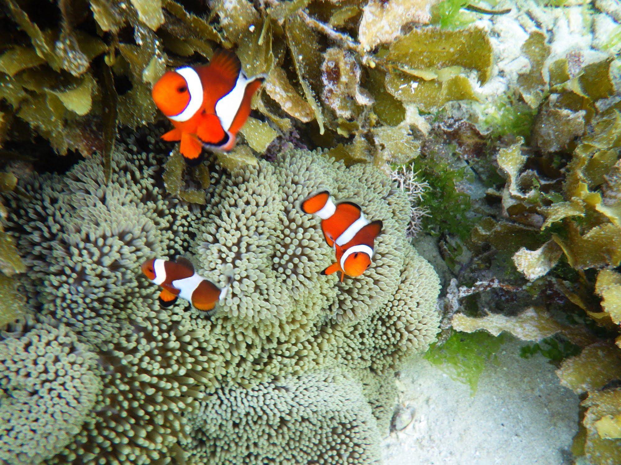 MDF Beach Resort And Day Tours