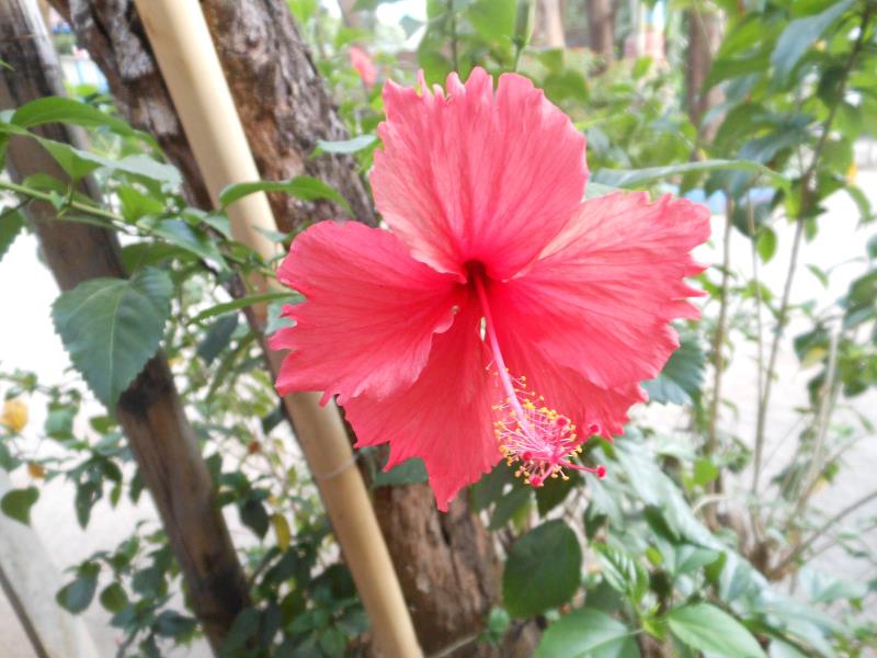 Sabina Beach Resort