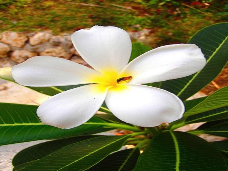 Kalachuchi Beach Resort