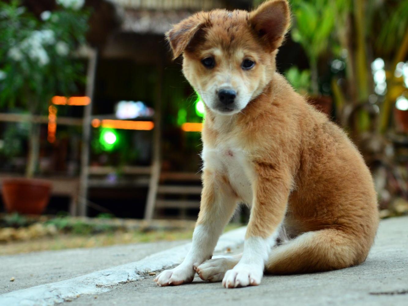 Toris Backpackers Paradise